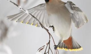 秋已尽冬将至唯美句子 秋已尽冬将至唯美句子